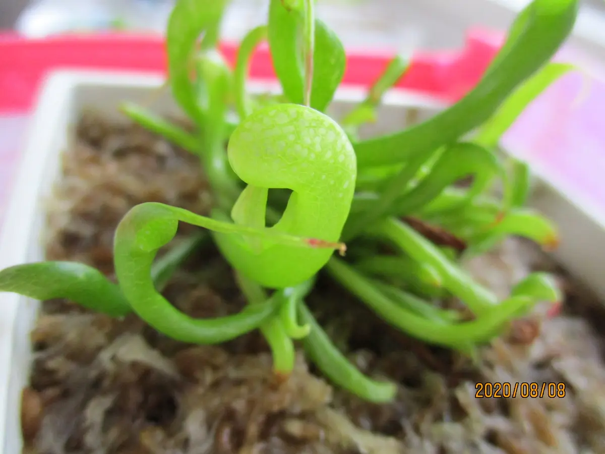 ダーリングトニア・カリフォルニカ（コ「食虫植物」のアルバム