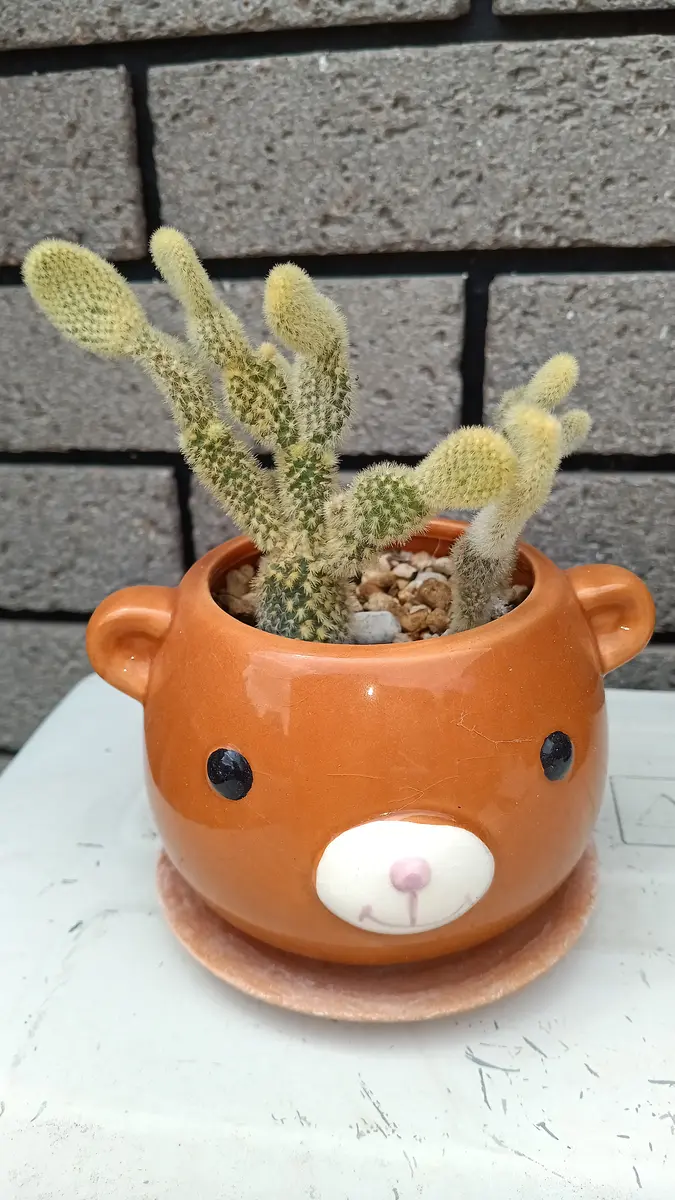 サボテンの写真-みんなの趣味の園芸2665551