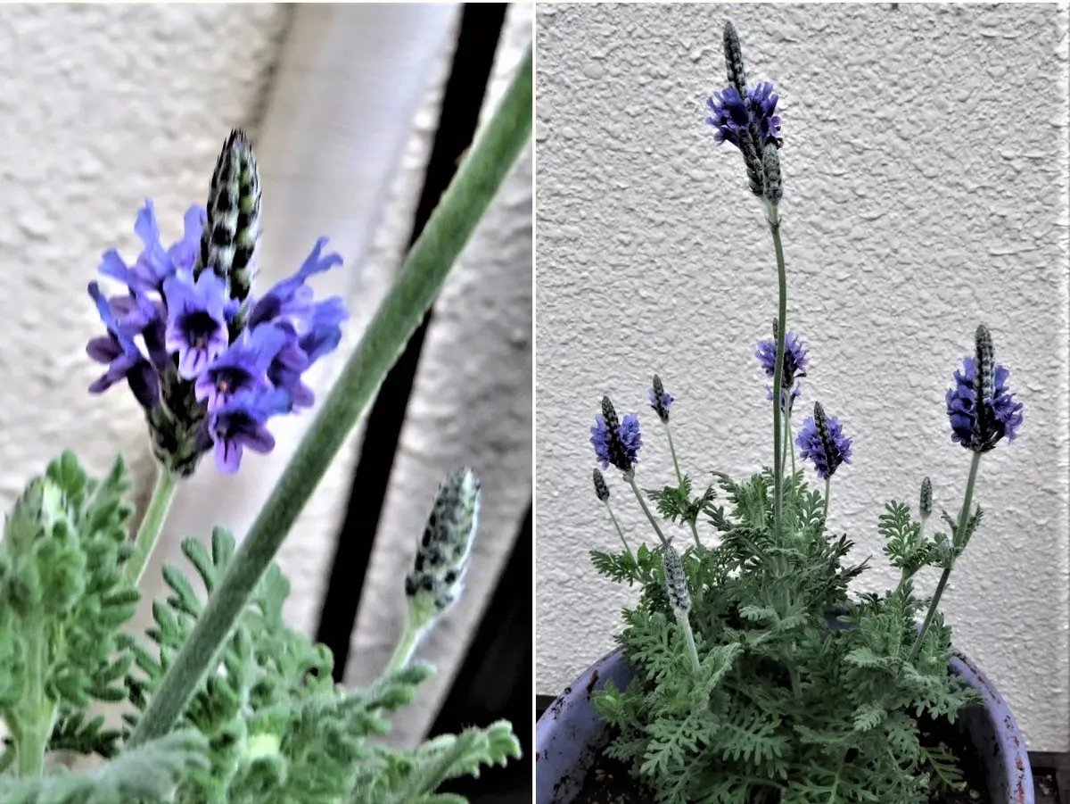 レースラベンダー(四季咲)の花拡大撮り「🍂No.1我家の花＆他植物色々