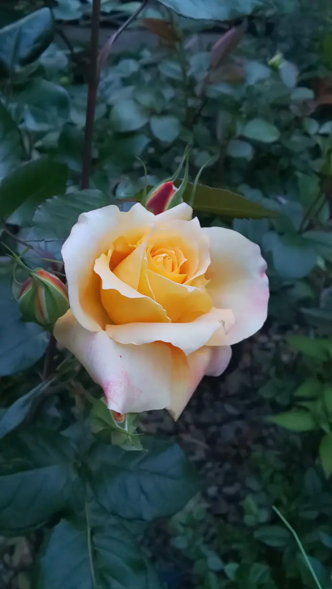 万葉」花持ちがいいです❤️5月1日「我が家のバラ🌹」のアルバム