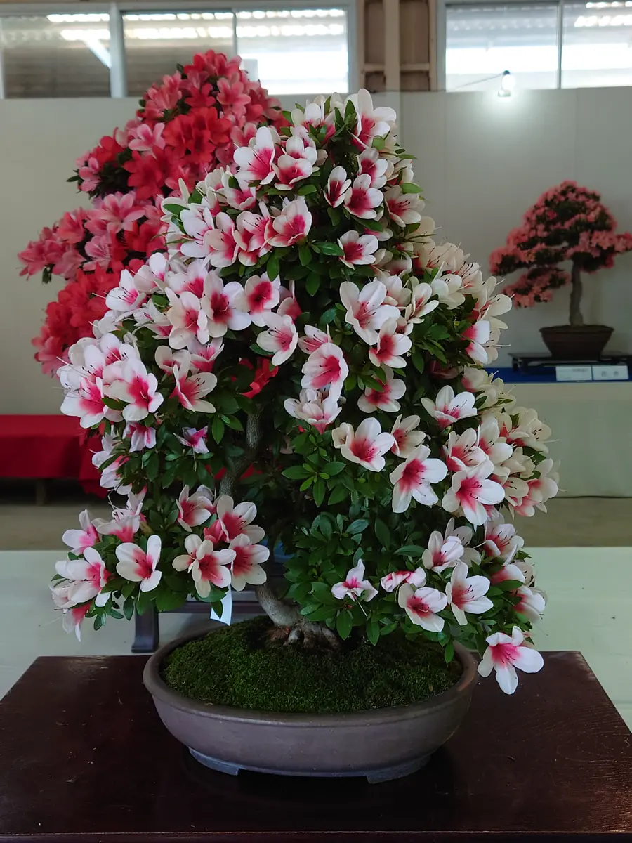 さつき 盆栽 Hino Maru 【日の丸】