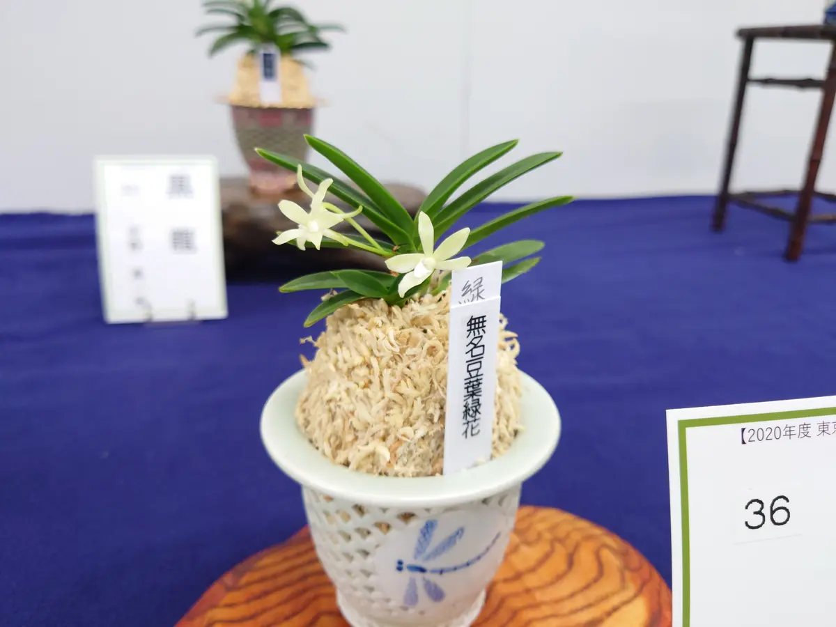 富貴蘭無名豆葉緑花.先週開催されて「旅行記」のアルバム-みんなの
