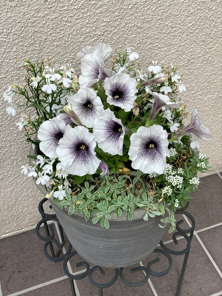 白花で寄植えペチュニア クレイジーチ「寄せ植えDec.2019~」の