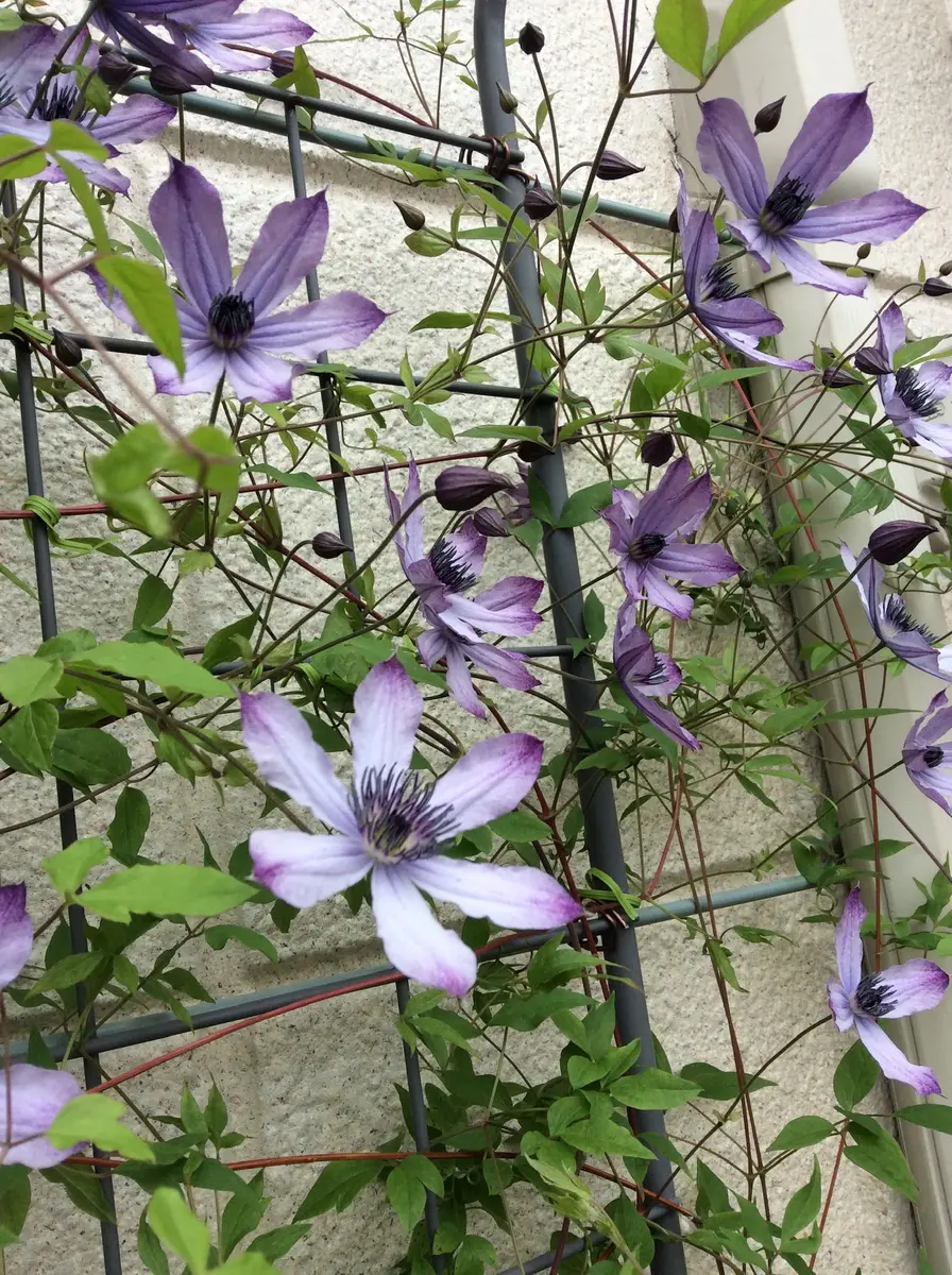 好評 新枝咲きクレマチス・流星。スタイリッ「クレマチス」の 花