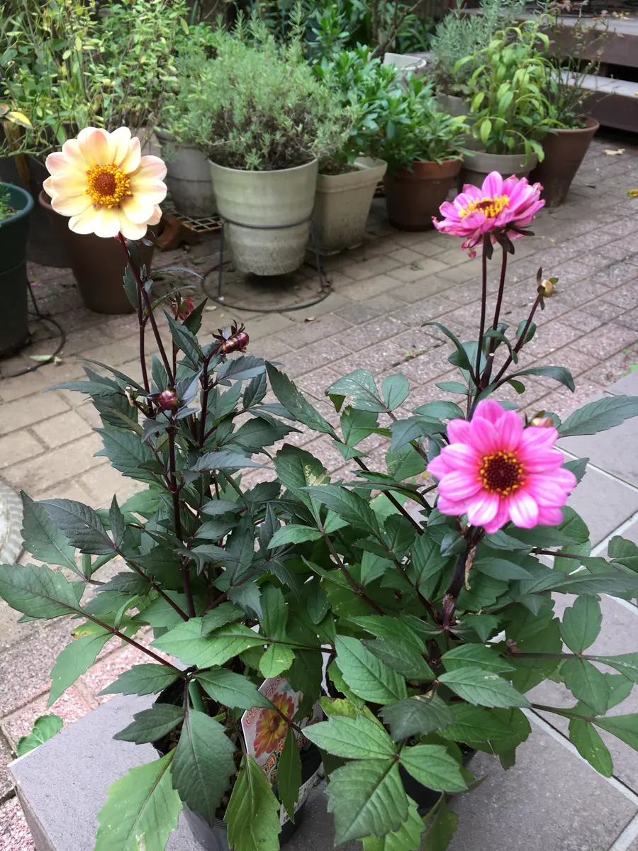 銅葉 プチダリア ピーチラバーズとマ「庭の花木 Dec.2019~Dec