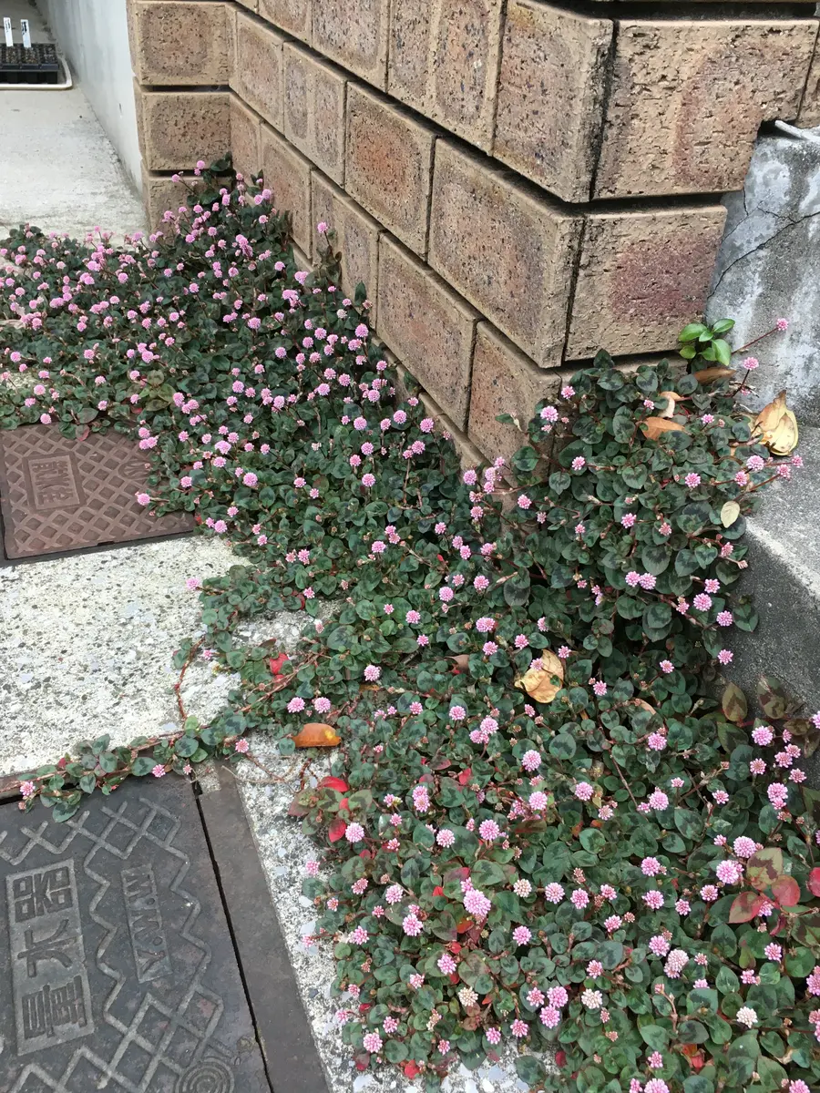 ポリゴナム「庭の花木 Dec.2019~Dec.2020」のアルバム-みんなの趣味の