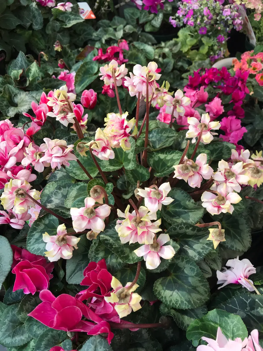 フェアリーバンビ 冬よりもピンクが鮮「シクラメン」のアルバム