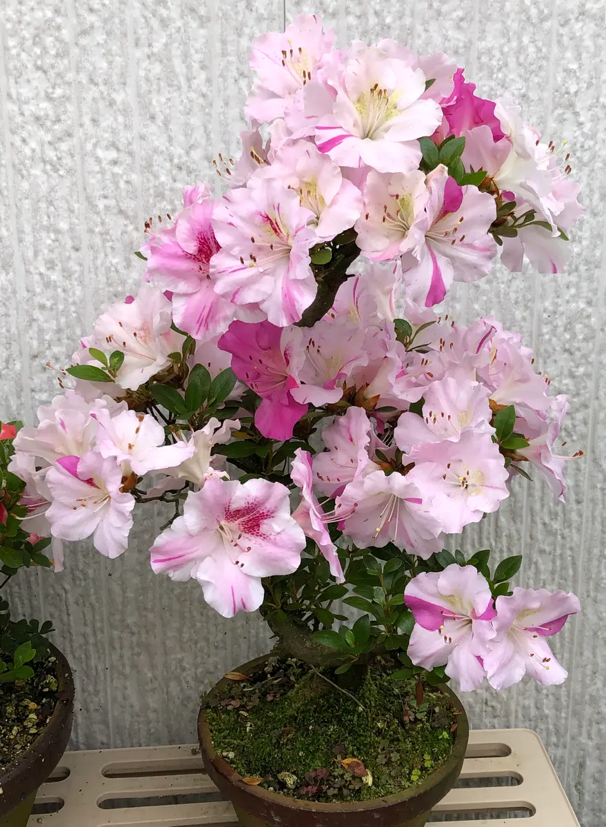 サツキ 一生の春「2020年の花々」のアルバム-みんなの趣味の園芸1128144