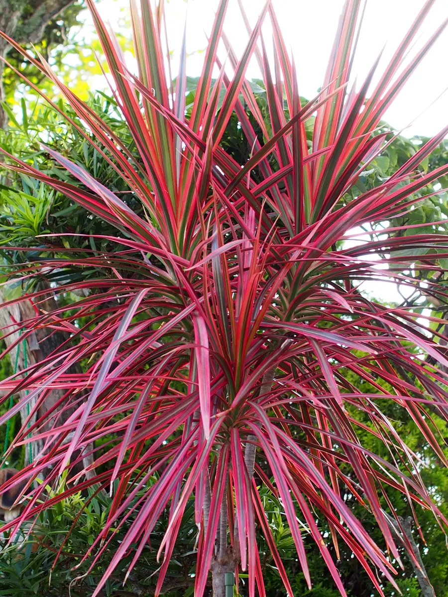 ドラセナの仲間の写真-みんなの趣味の園芸1167848