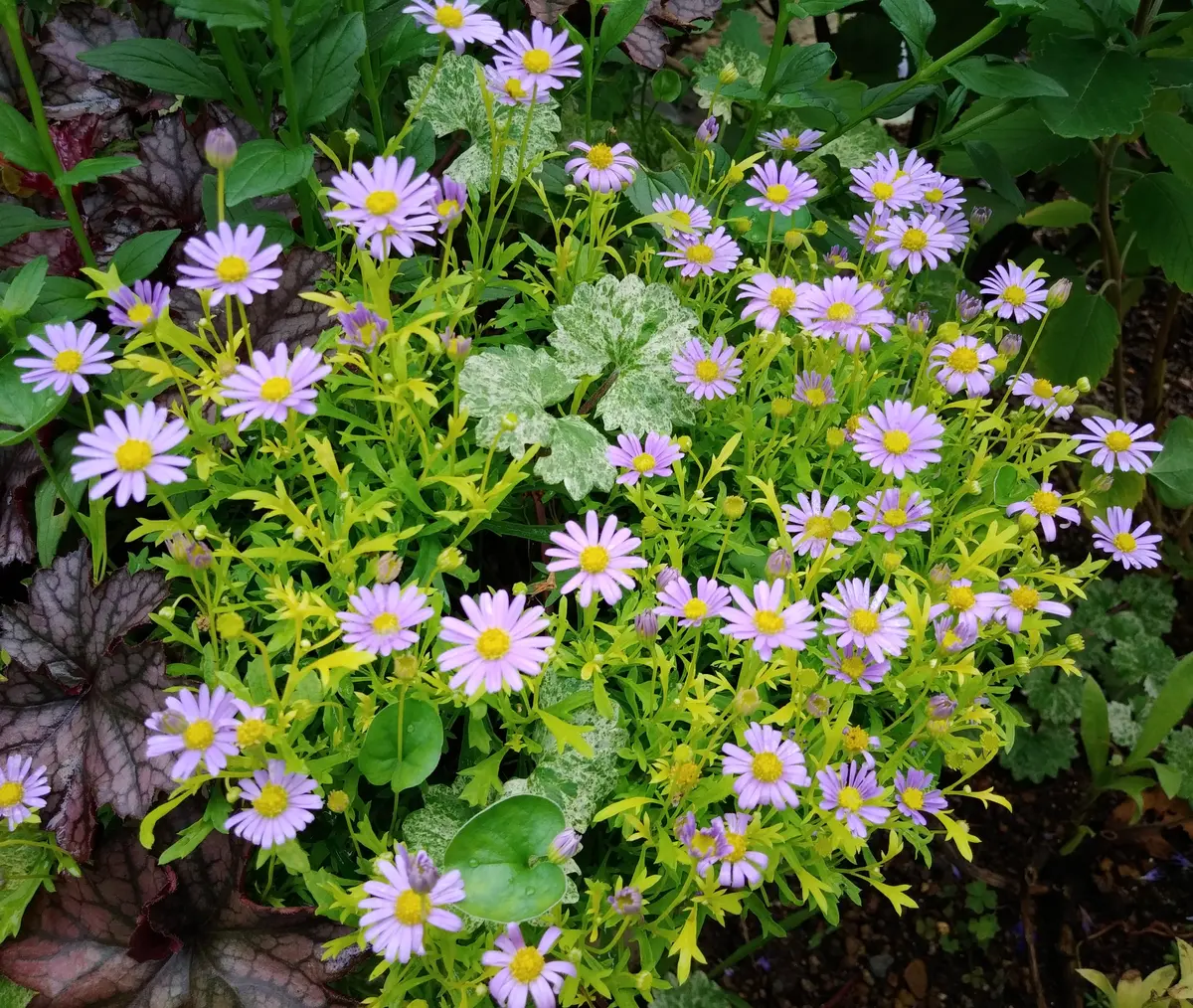 寄せ植えのブラキカム“ゴールドマット”「🌷庭の草花🌷」の 寄せ植えのブラキカム“ゴールドマット”「🌷庭の草花🌷」の