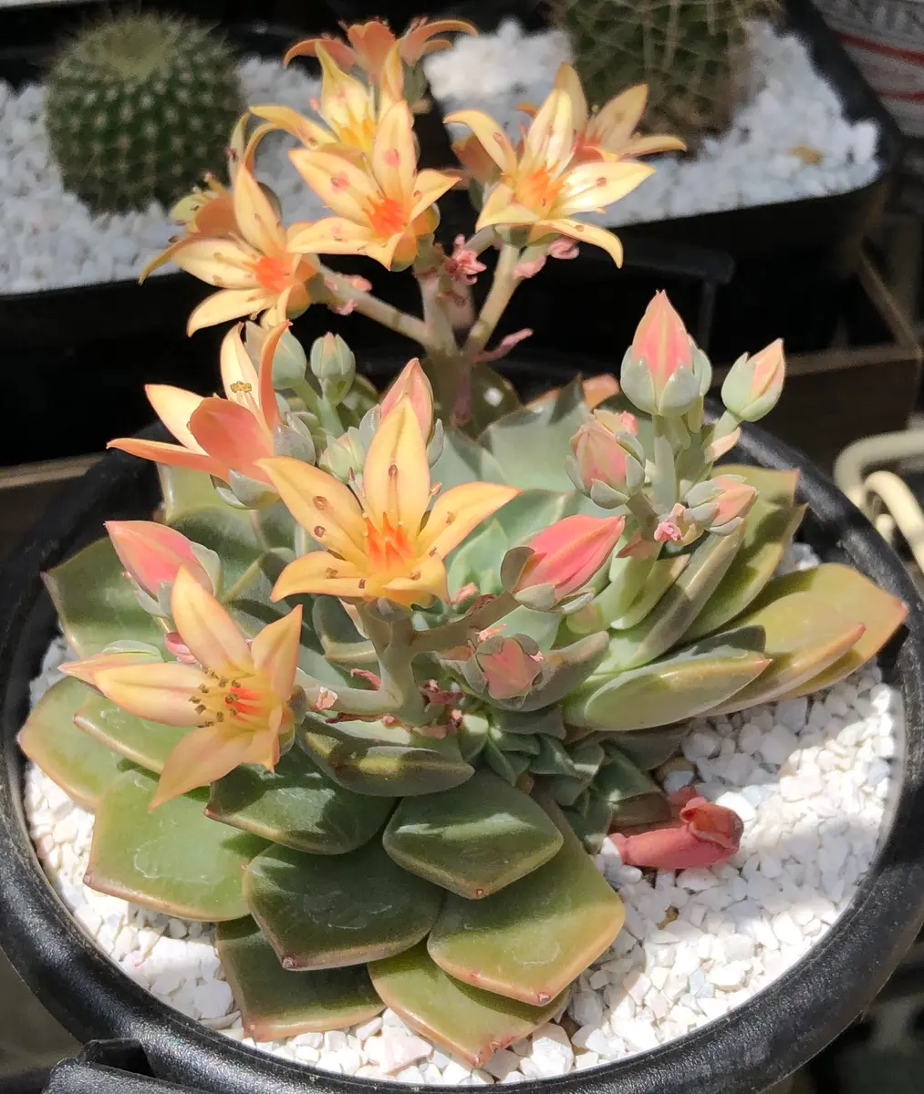 グラプトペリア ターシャ満開になっ「我が家の多肉・サボテンたち