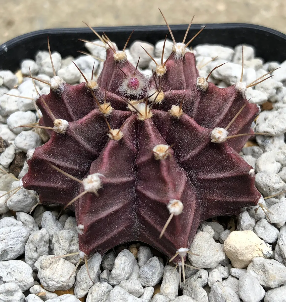 ギムノカリキウム　牡丹玉メンドーサエンセ ギムノカリキウム 牡丹玉相変わらず「我が家の多肉・サボテンたち