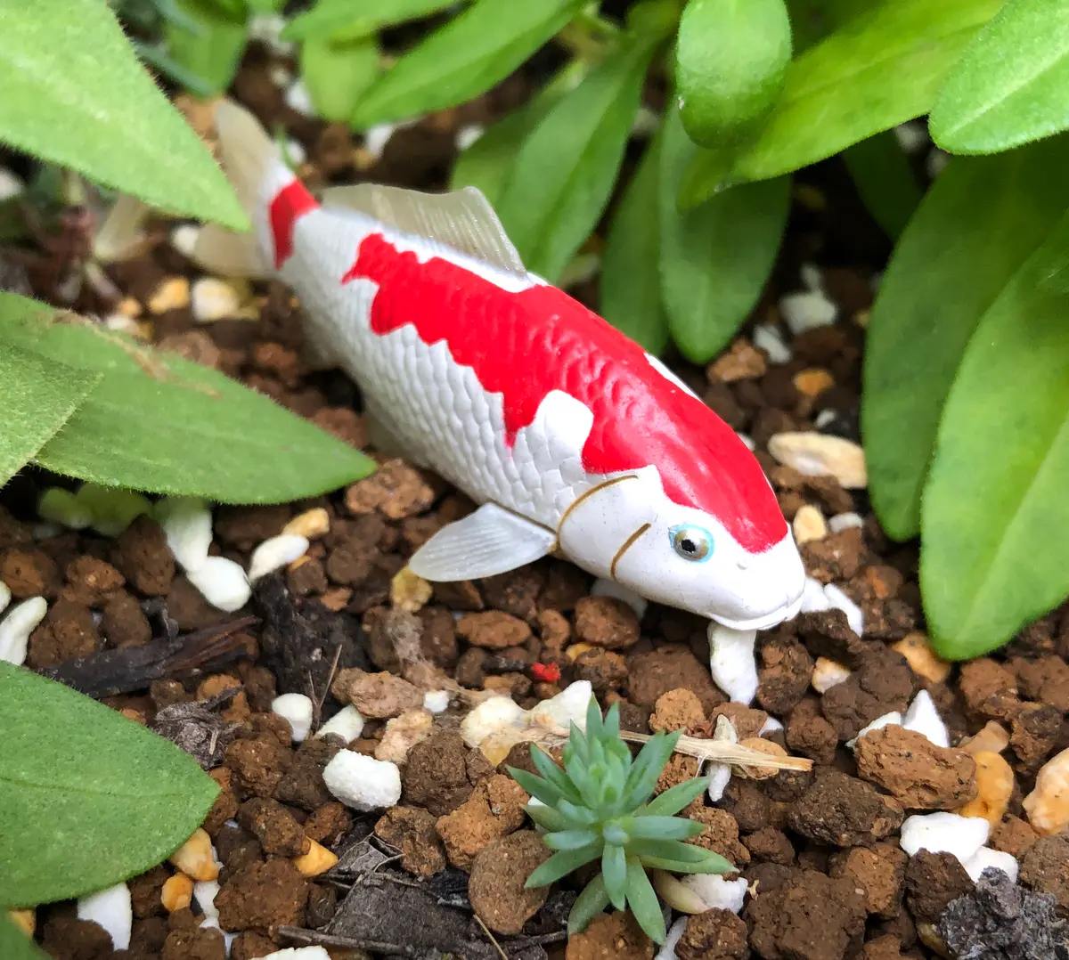 フィギュアの錦鯉に見守られる多肉の赤「我が家の多肉・サボテン