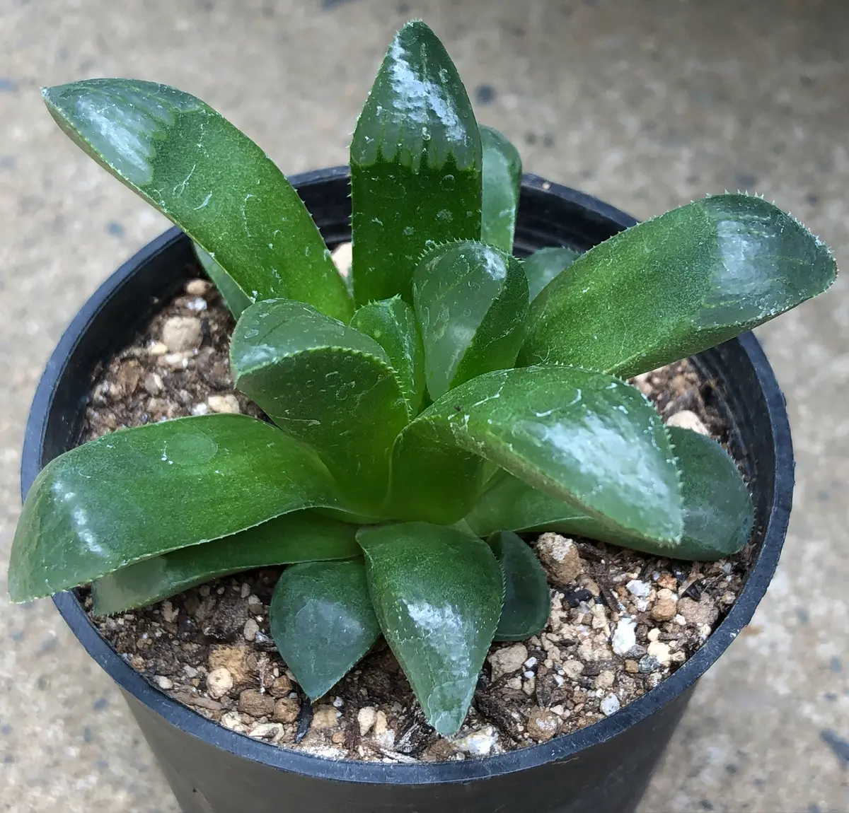 多肉植物 ハオルチア セール 1株 500円 送料200円 組み合わせ自由