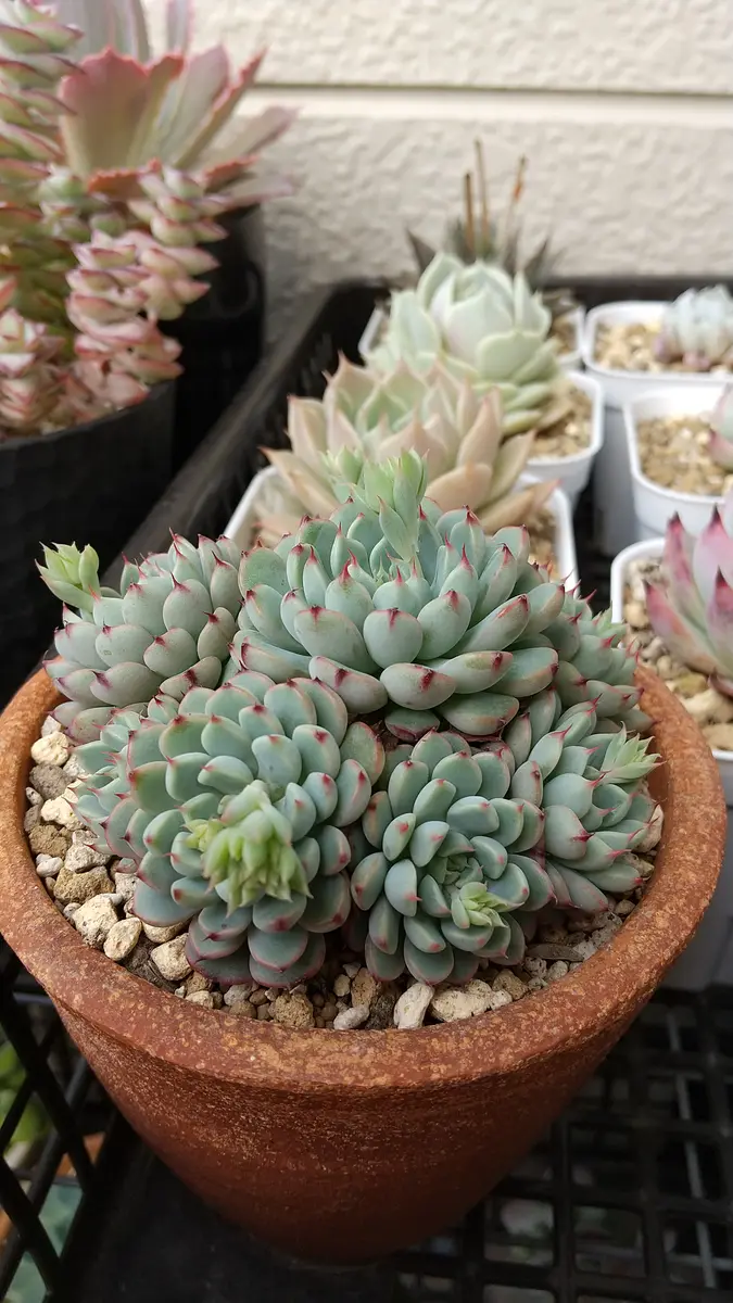 ミニマ花芽も付いてきました「2020～多肉植物♪」のアルバム-みんなの