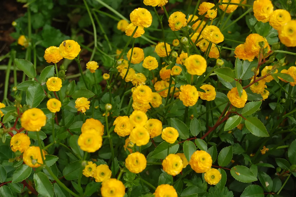 5/9ラナンキュラス ゴールドコイン「庭の花たち 2020」のアルバム-みんなの趣味の園芸1087490