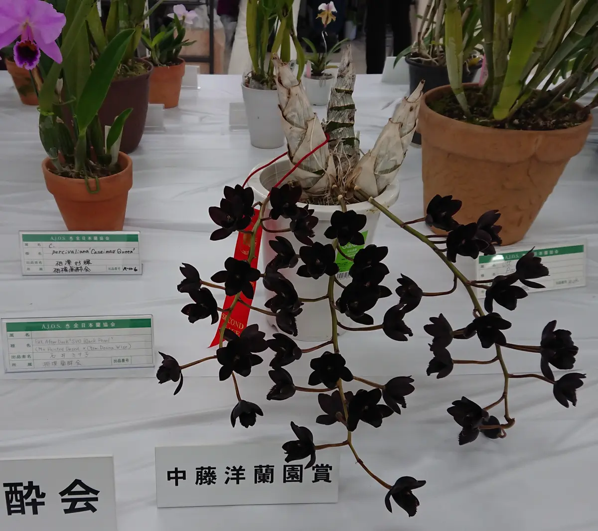 ラン202001このタケノコから黒い花、ビ「らん展2020