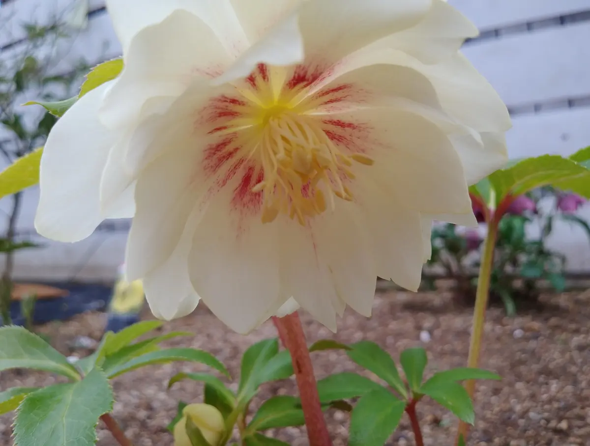 ダブルホワイトフラッシュ「💖クリスマスローズ💖」のアルバム