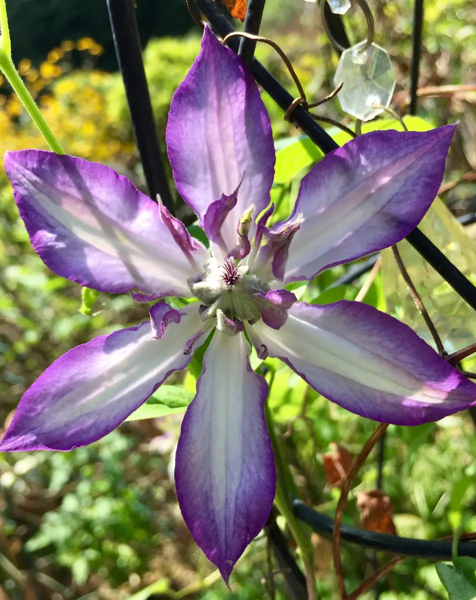 アストラノヴァの2番花が次々と咲いてい「2020年に咲いてくれた