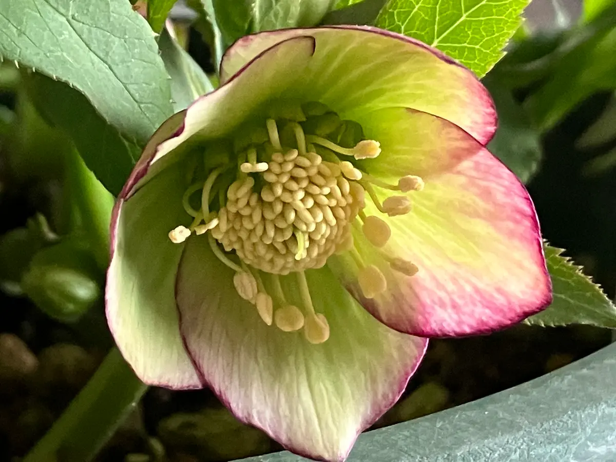 原種hyb 【公式通販】