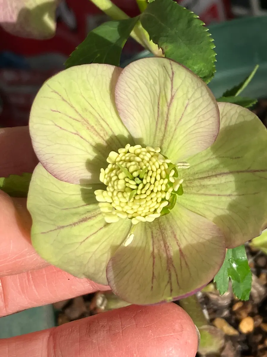 原種リグリクスhyb 原種リグリクスhyb 原種hyb