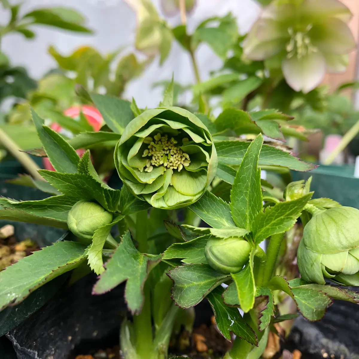 大木ナーサリー】クリスマスローズ 小輪カップ咲きデュメ系