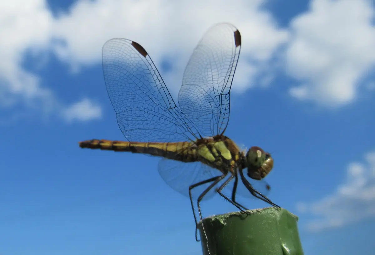 今日の大空です。（トンボ）「《庭・近郊の昆虫・小動物・大空・山・川  