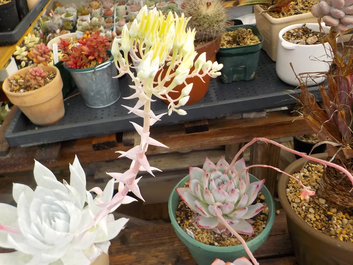 ダドレアの写真-みんなの趣味の園芸1940846