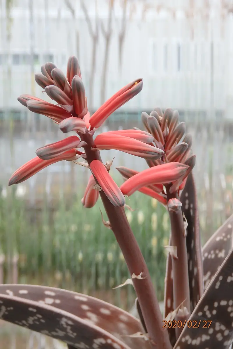アロエ千代田錦「爺の多肉植物」のアルバム-みんなの趣味の園芸1027024