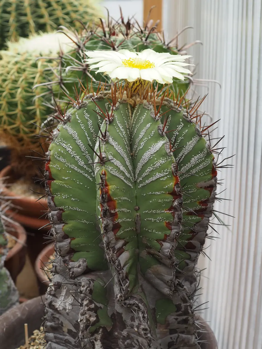 🌵般若の花が咲きました。今年三度目の開花「サボテンの花」のアルバム