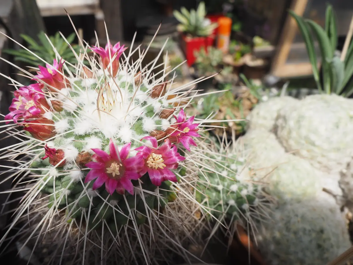 サボテンのおすすめ13選！初心者にもおすすめの品種を紹介 | 植物と