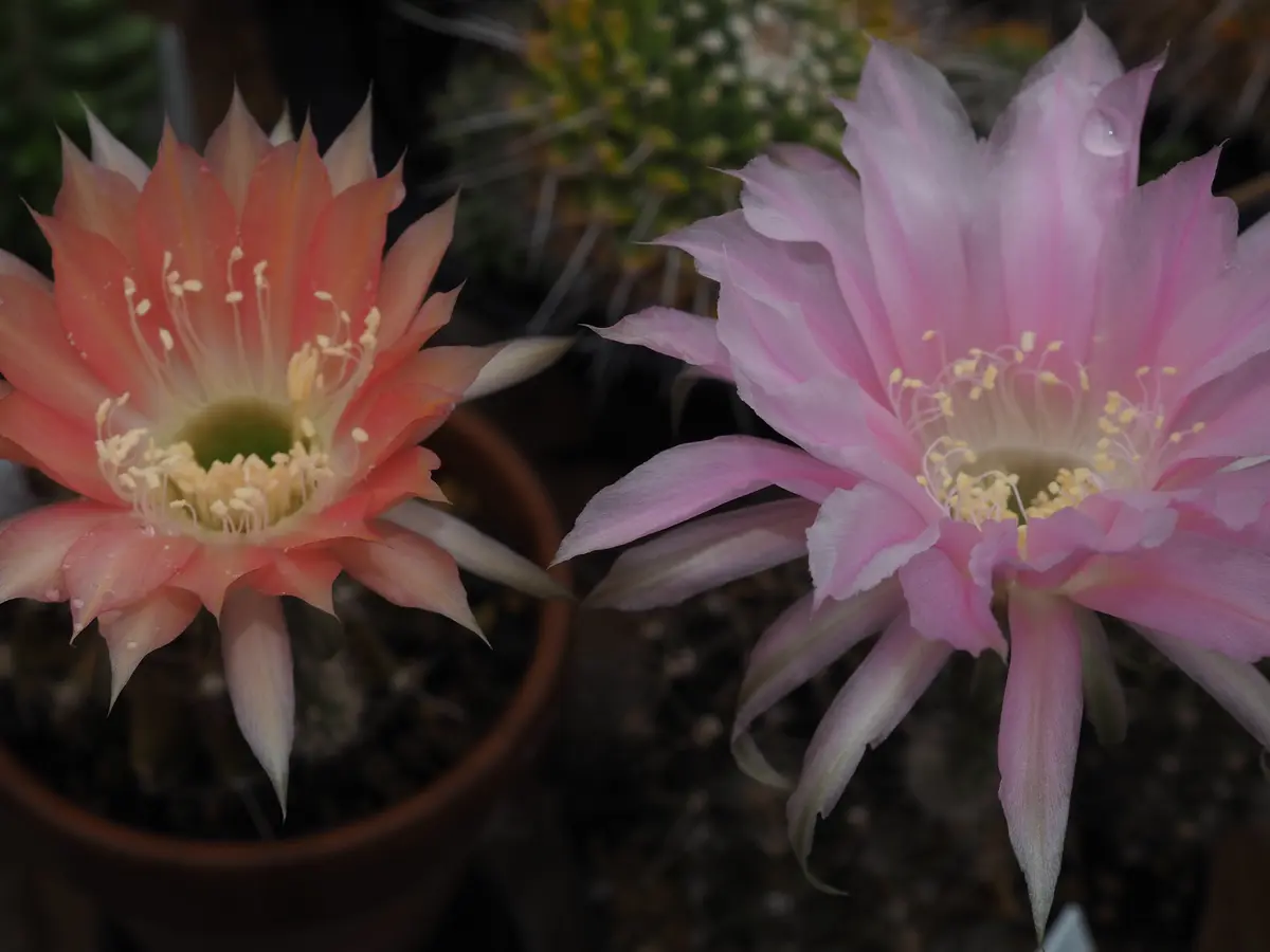 エキノプシス属「サボテンの花」のアルバム-みんなの趣味の園芸1354520