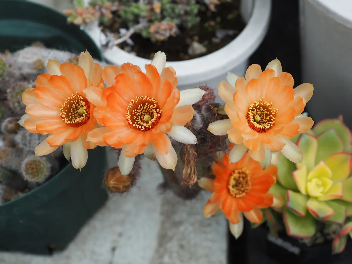 今回は4輪咲きました 白檀の交配種？「サボテンの花」のアルバム