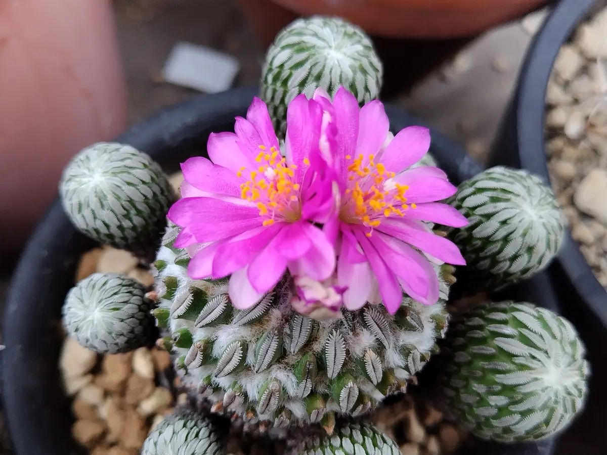 精巧丸 二輪咲きました「サボテンの花」のアルバム-みんなの趣味の園芸