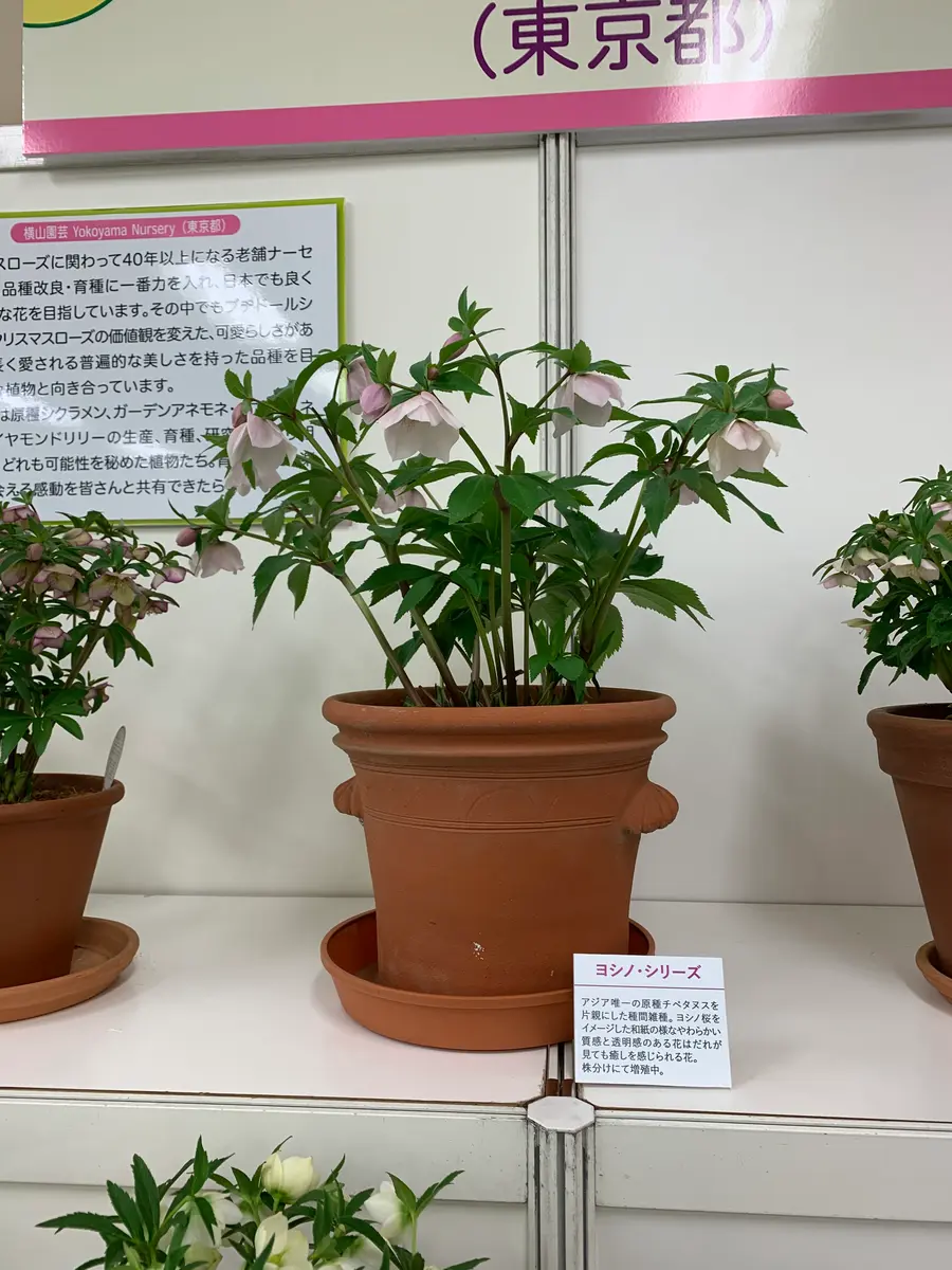 ヨシノ/横山園芸「2020.2.21クリスマスローズの世界展」のアルバム