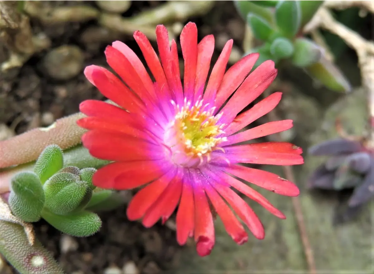 デロスペルマハイブリッド砂漠の宝石の花「🌵No.2我家の多肉植物たち