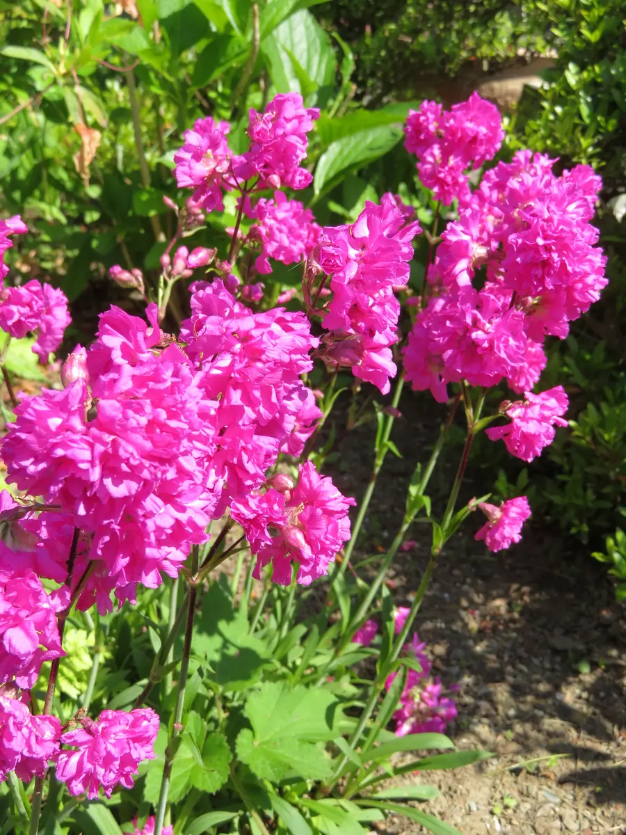 シレネ・ファイヤーフライ。濃いピンク...「2020年春・庭の花」のアルバム-みんなの趣味の園芸1112901