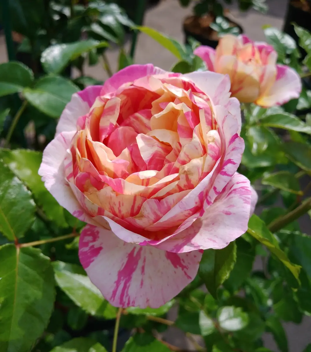エドゥアール・マネ🌹クロード・モネよ「🌹薔薇🌹」のアルバム