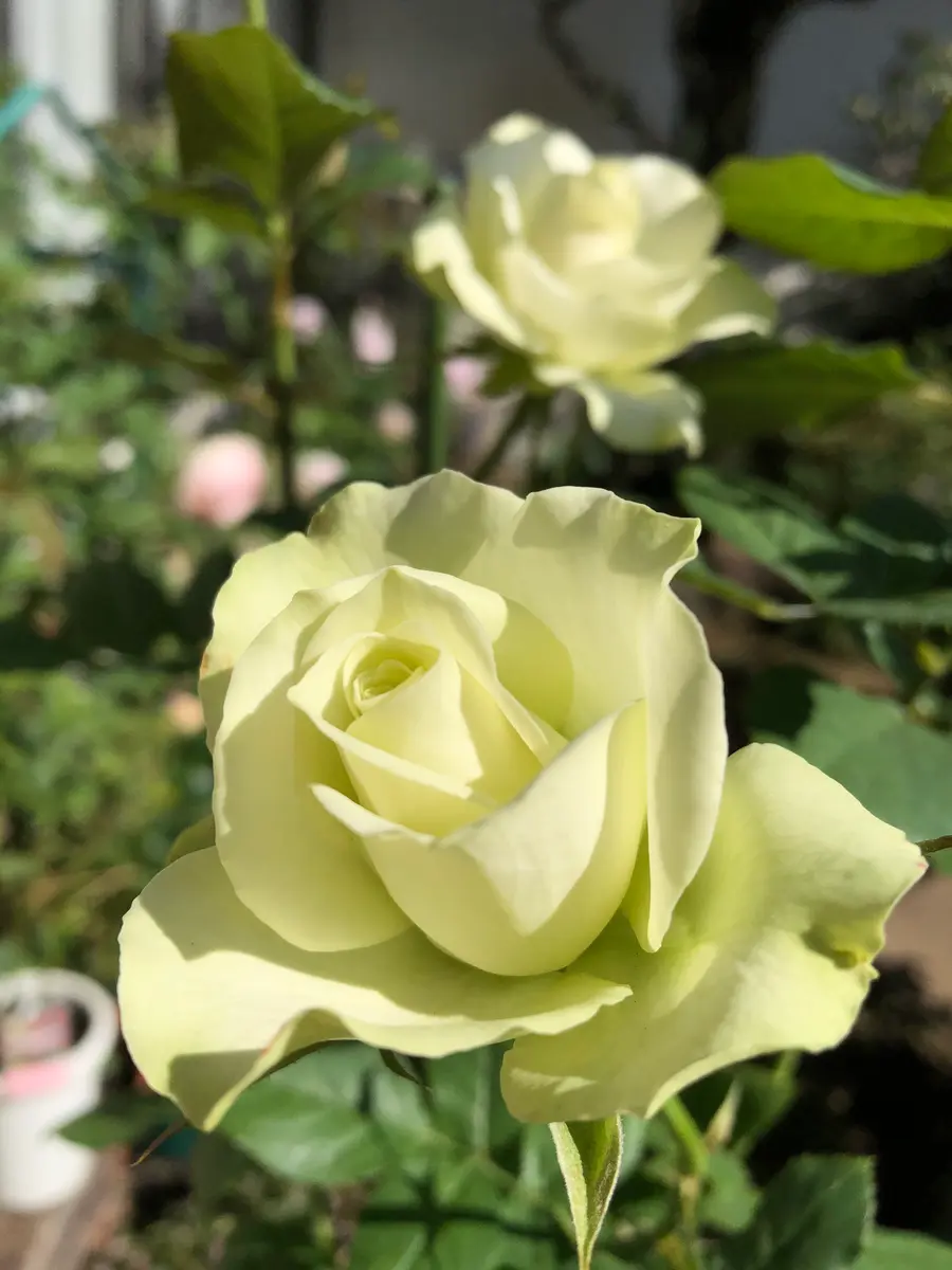 ミントティー💚切り薔薇の挿し木です。「2020年 我が家の薔薇🌹」の
