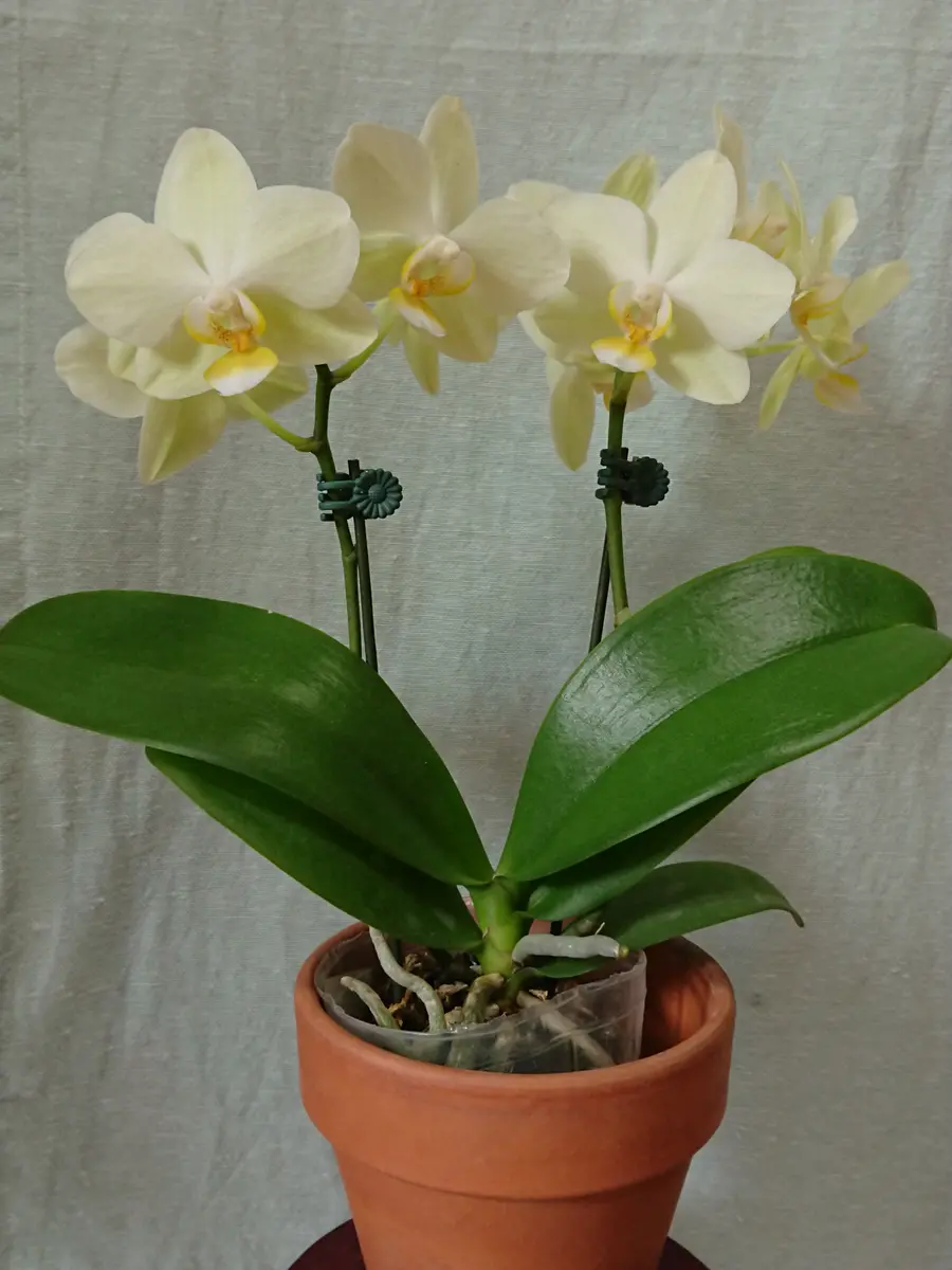 user_1242a77b　ファレノプシス　2種 user_1242a77b ファレノプシス 2種 user_1242a77b ファレノプシス 2種