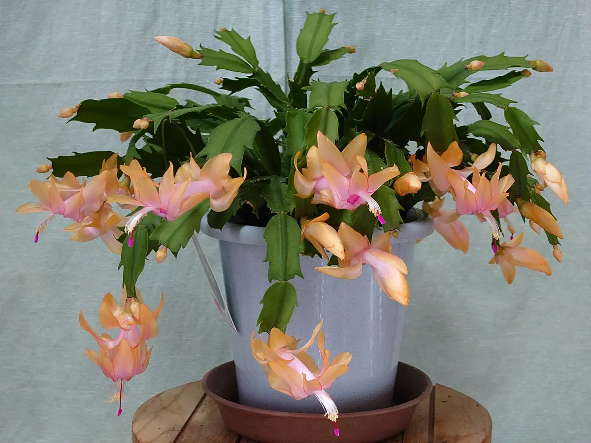 デンマークカクタス(シャコバサボテン)'「202001ｰ 同居人たちの開花