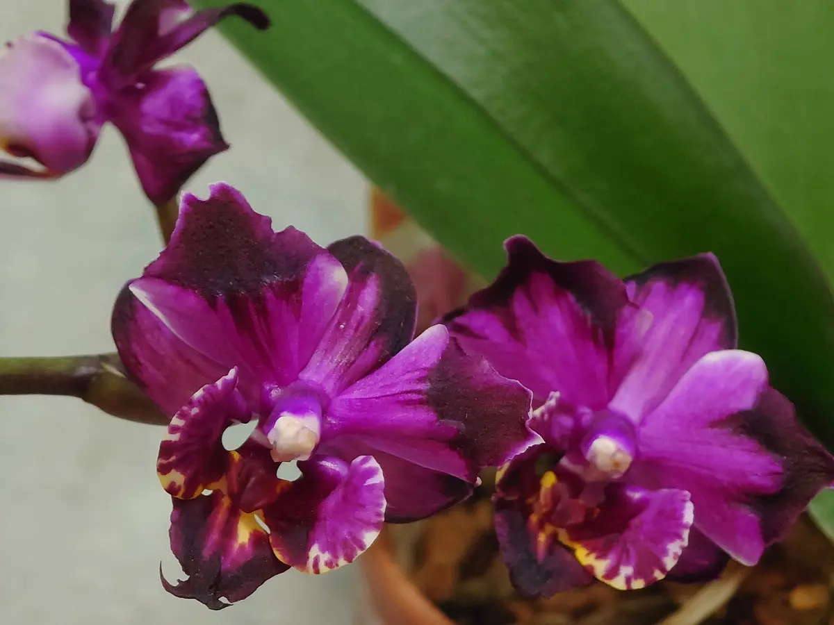 ファレノプシス'チャンピオン・カラフル「202001ｰ 同居人たちの開花