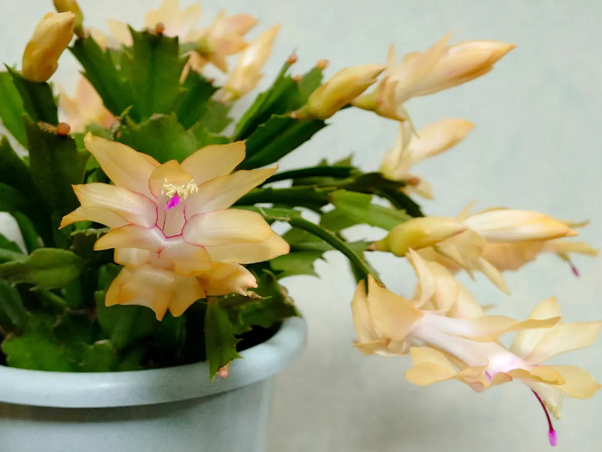 シャコバサボテンの写真-みんなの趣味の園芸2354536