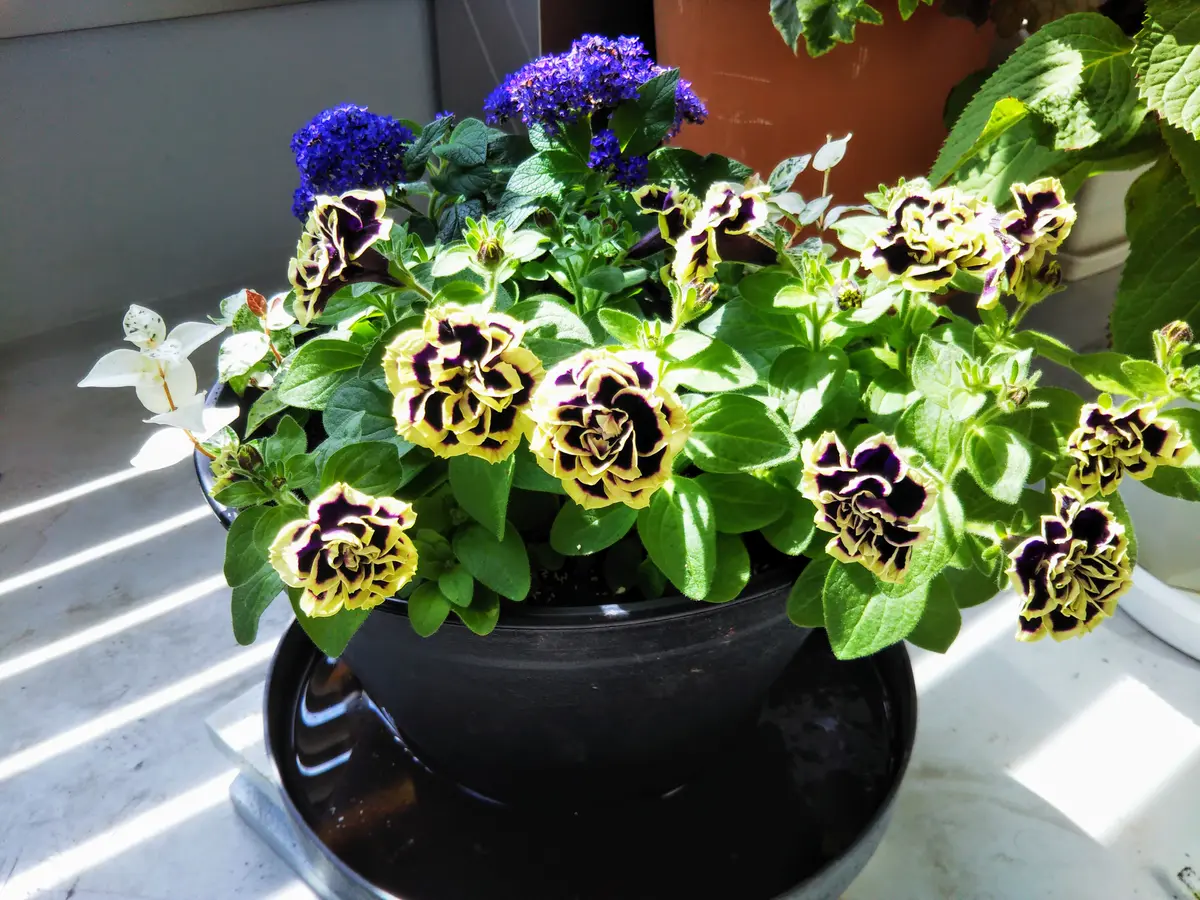 ペチュニア花衣黒真珠ヘリオトロープ「寄せ植え」のアルバム
