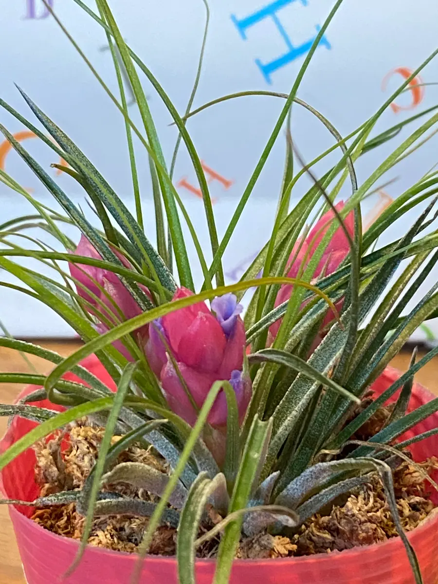 echidna fruit pot エアープランツ プランター 苺 echidna fruit pot