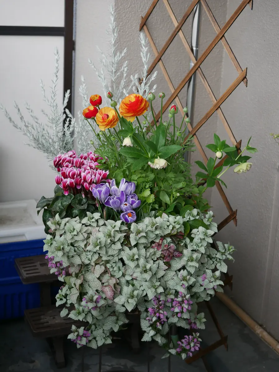 10月に植えた秋植え球根入りトリプルデ「寄せ植え」のアルバム