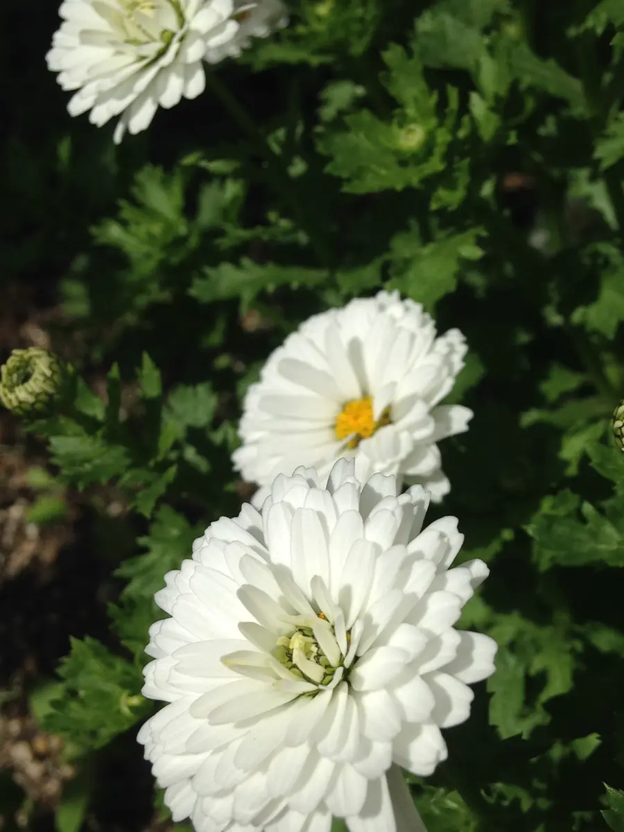 八重咲きノースポール雪の華✩°｡⋆⸜(ू｡•ω•｡)「＊購入した植物＊」の  