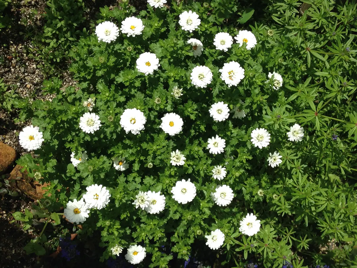 八重咲きノースポール雪の華✩°｡⋆⸜(ू｡•ω•...「＊購入した植物＊」の  
