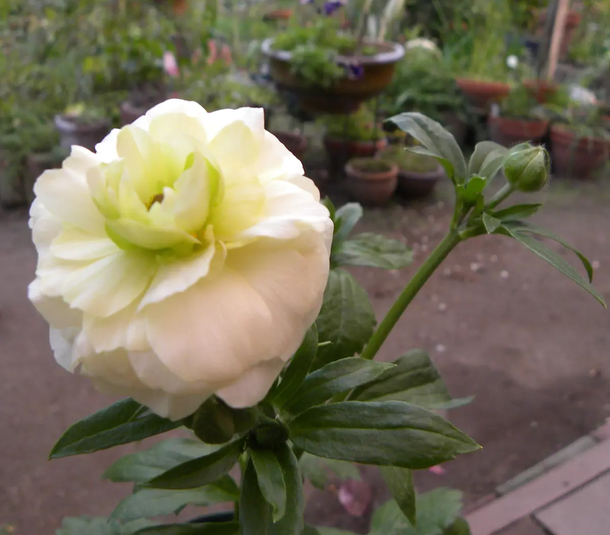 ラナンキュラス・ハイブリッド・・グレ「ラナンキュラス・ラックス