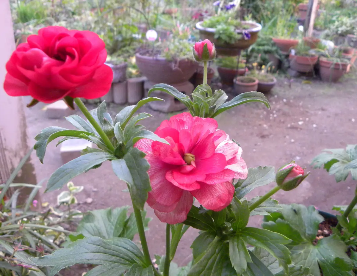 ラナンキュラスラックス2品種とラックスハイブリッド2品種 ラナンキュラス・ハイブリッド・・ムー「ラナンキュラス・ラックス